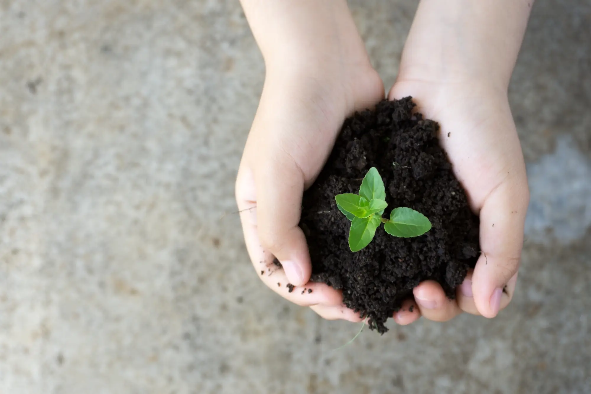Cupped hands holding soil with a small green seedling